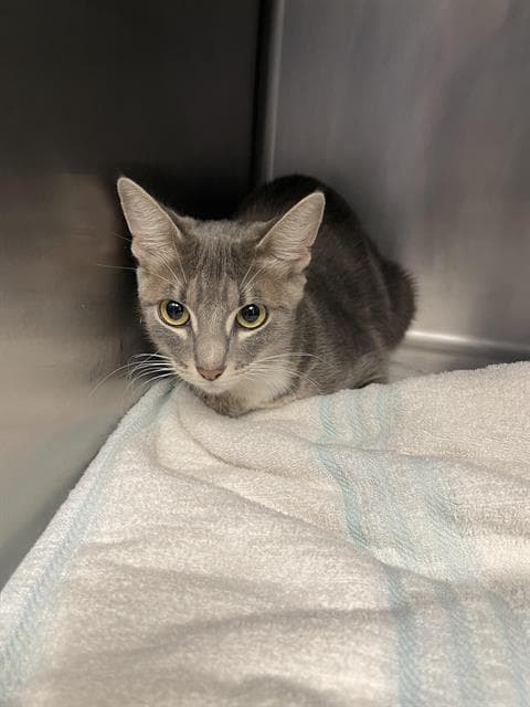 Delia - Domestic Short Hair