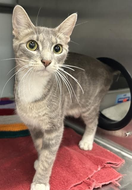Delia - Domestic Short Hair