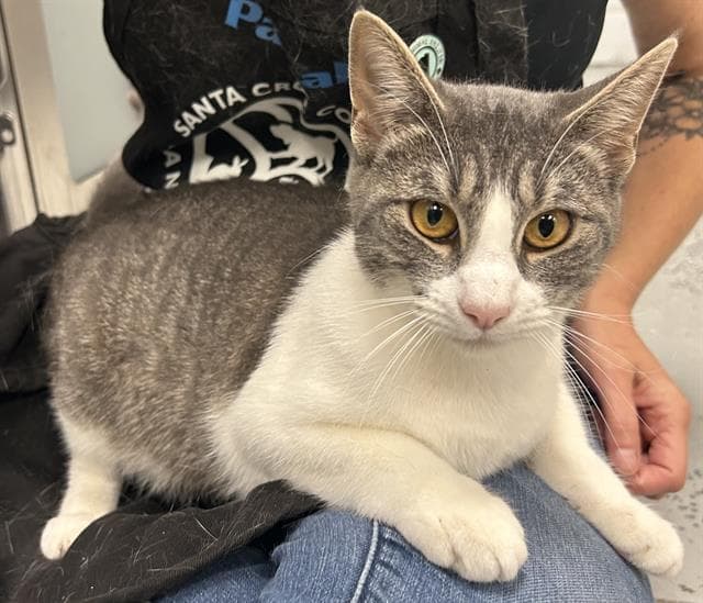 Zelda - Domestic Short Hair
