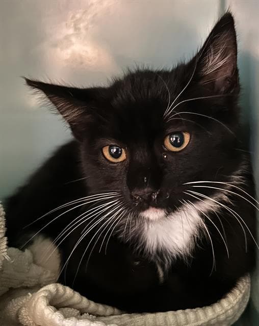 Triumph - Domestic Short Hair