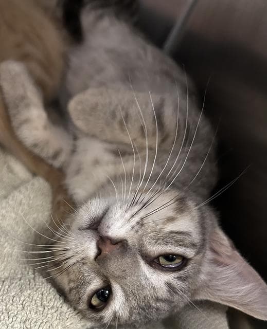 Caldo - Domestic Short Hair