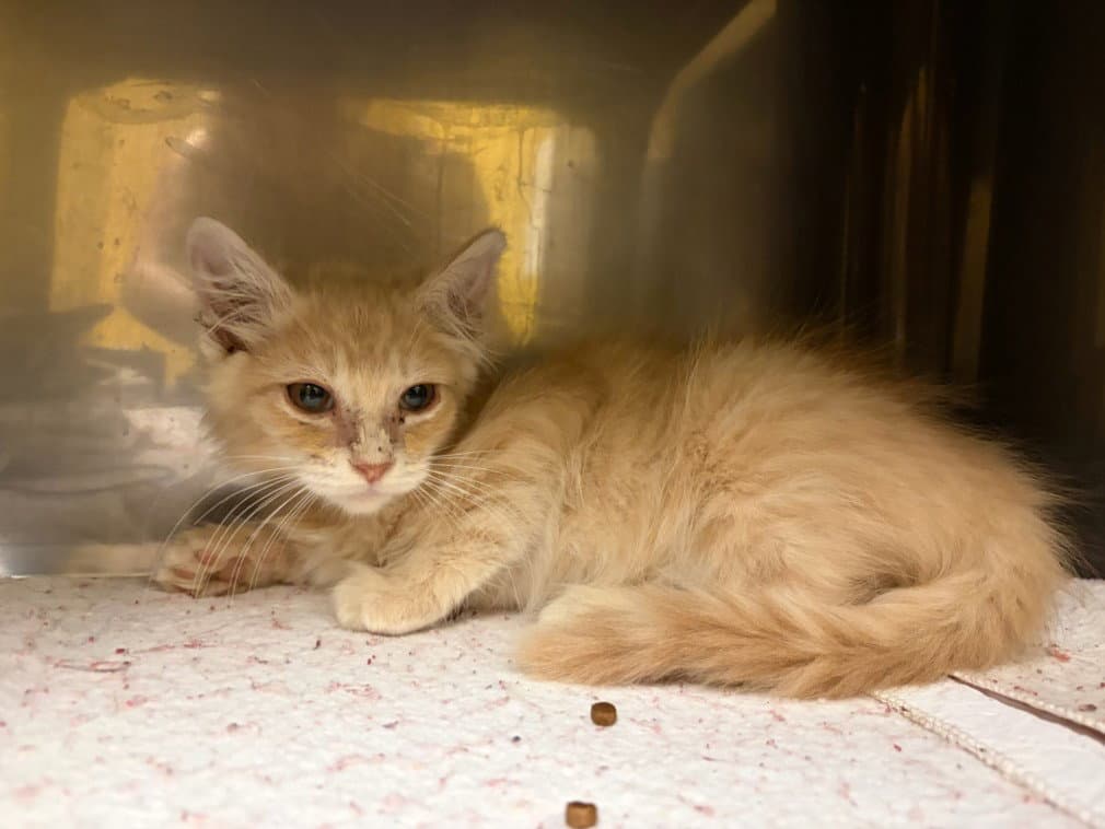 Hotto - Domestic Medium Hair