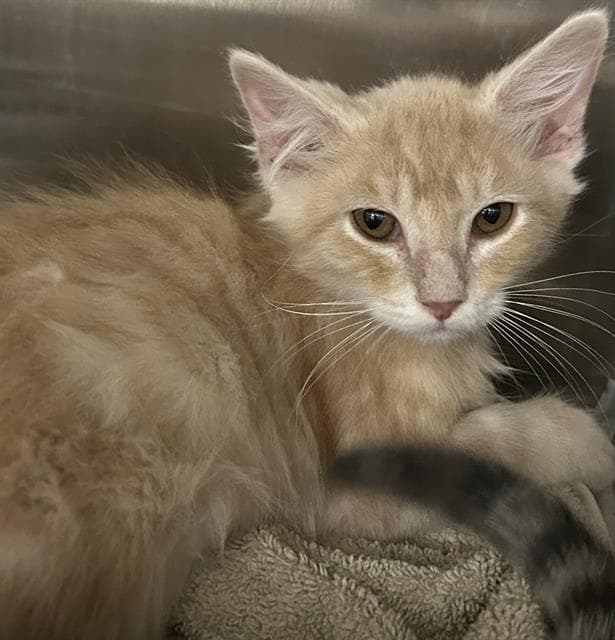 Hotto - Domestic Medium Hair