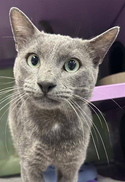 Beckett - Domestic Short Hair