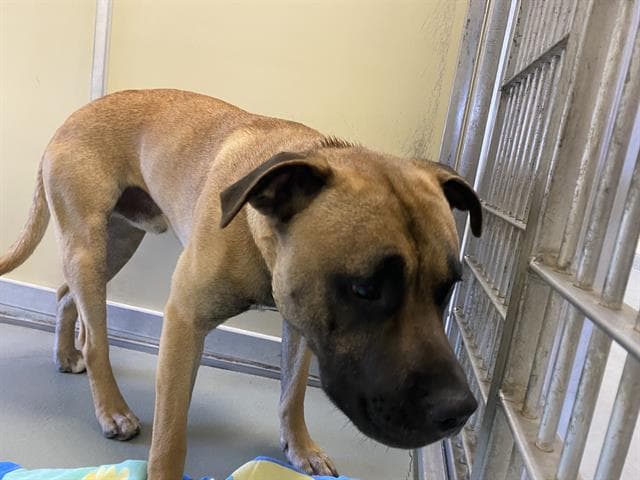 Levi - Mastiff