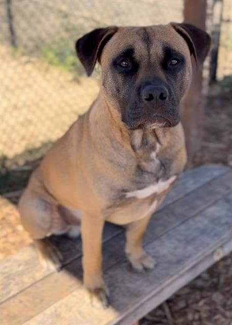 Levi - Black Mouth Cur