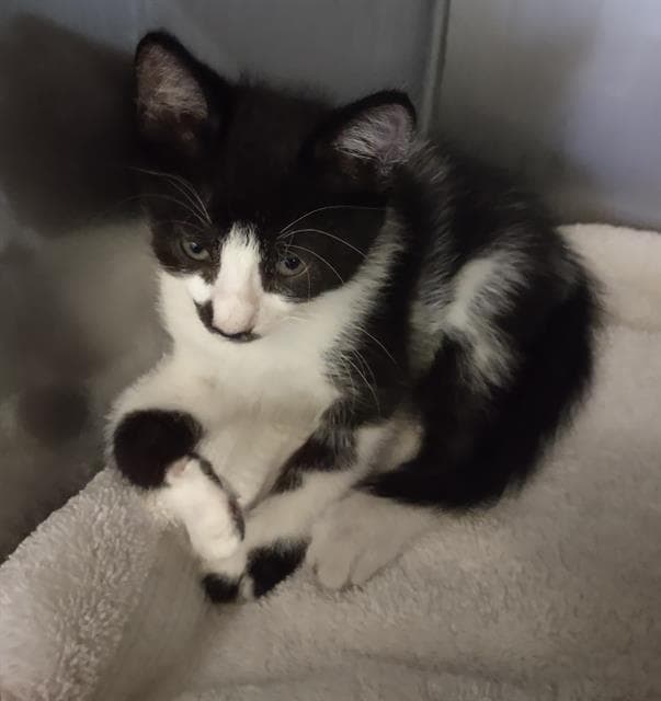 Cashew - Domestic Short Hair