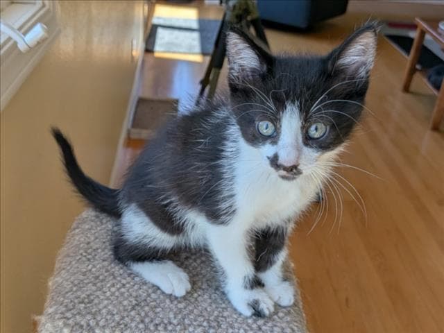 Cashew - Domestic Short Hair