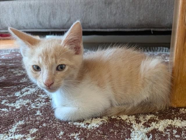 Peanut - Domestic Short Hair