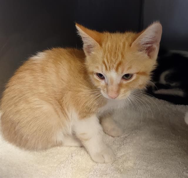 Almond - Domestic Short Hair