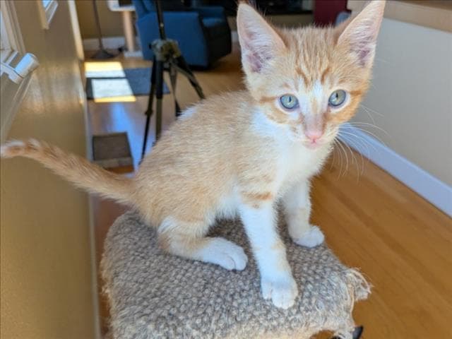 Almond - Domestic Short Hair