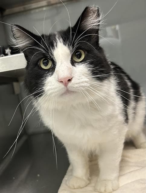 Sly - Domestic Medium Hair