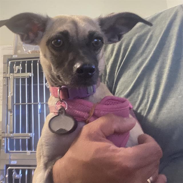 Hope - Chihuahua
