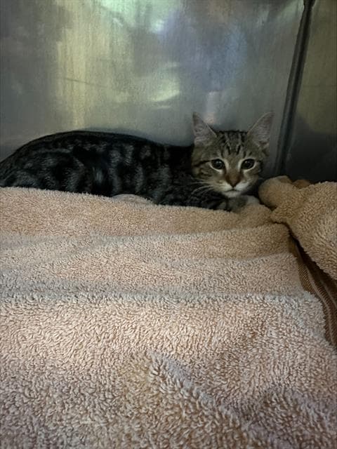 Bubbles - Domestic Short Hair