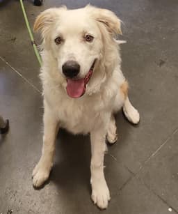 Koda image 1