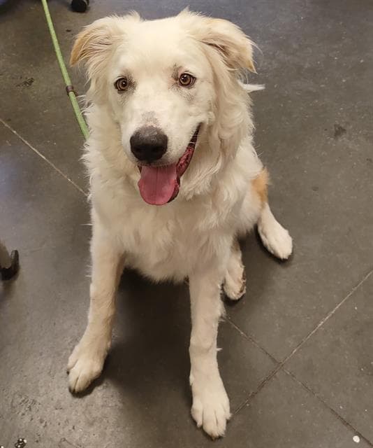 Koda - Great Pyrenees