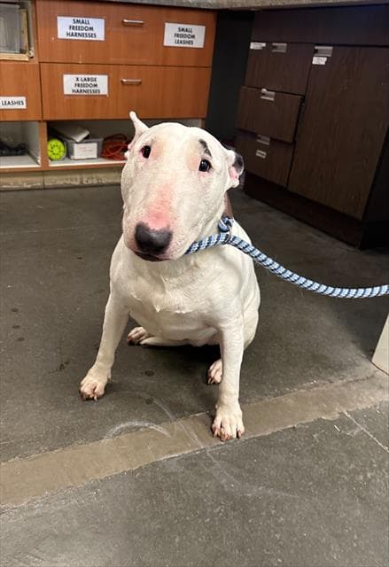 Lucy - Bull Terrier
