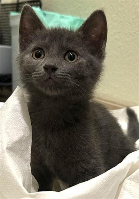 Watson - Domestic Short Hair