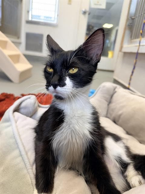 Amara - Domestic Medium Hair