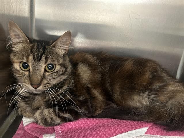 Raine - Domestic Short Hair