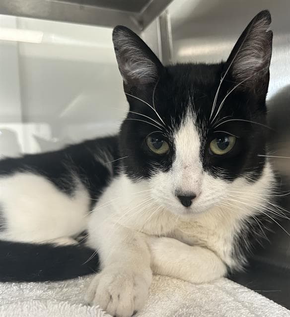 Ace - Domestic Short Hair