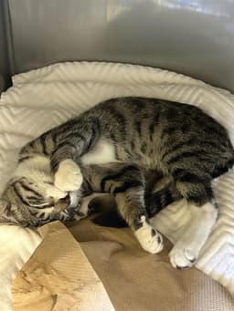 Sir Pounce-A-Lot image 1