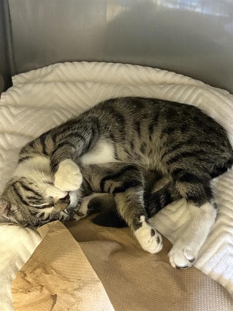 Sir Pounce-A-Lot - Domestic Short Hair