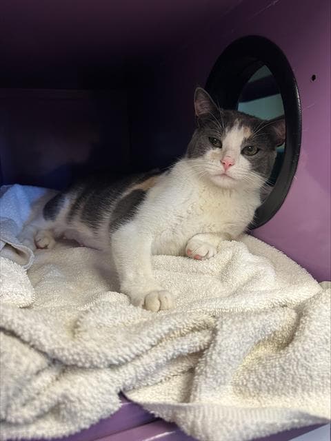 S'mores - Domestic Short Hair