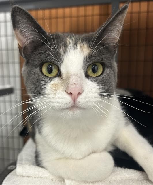 S'mores - Domestic Short Hair