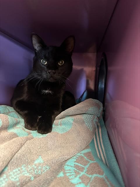 Moon Pie - Domestic Short Hair