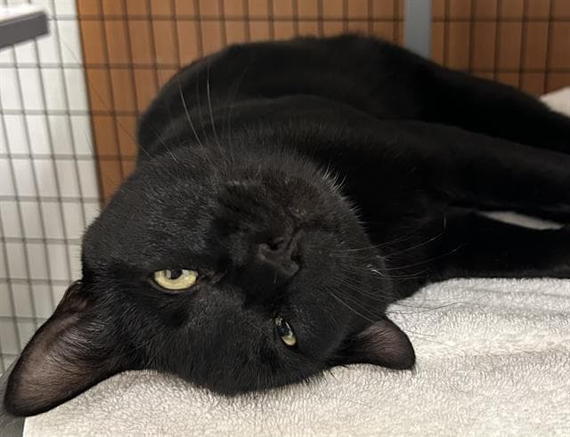 Moon Pie - Domestic Short Hair
