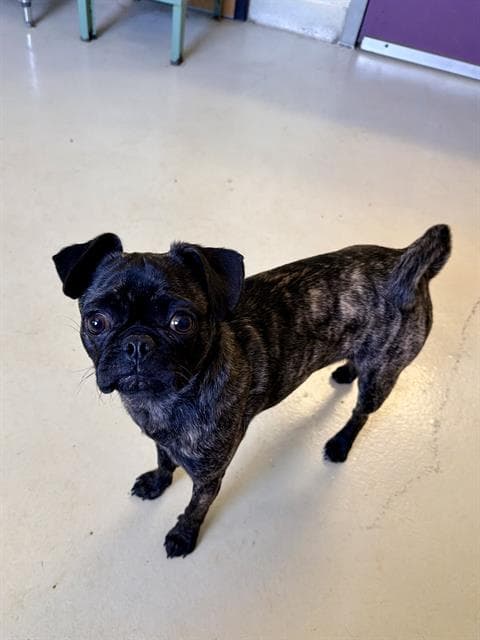 Cookies - Pug