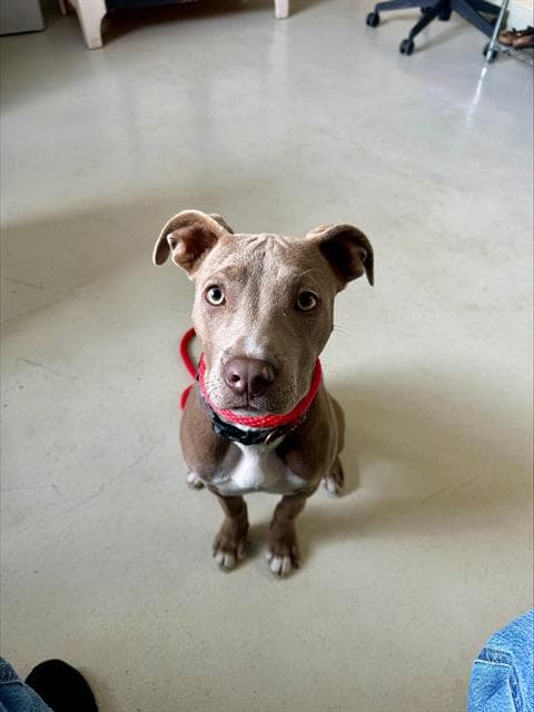 Pebbles - Pit Bull Terrier
