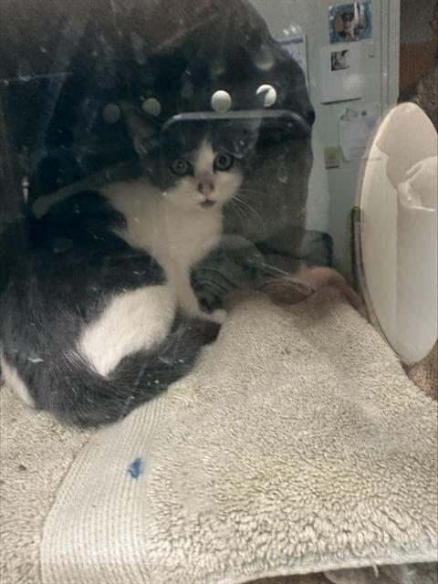 Grier - Domestic Short Hair