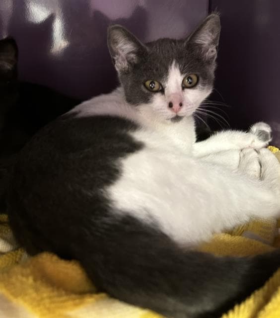 Grier - Domestic Short Hair