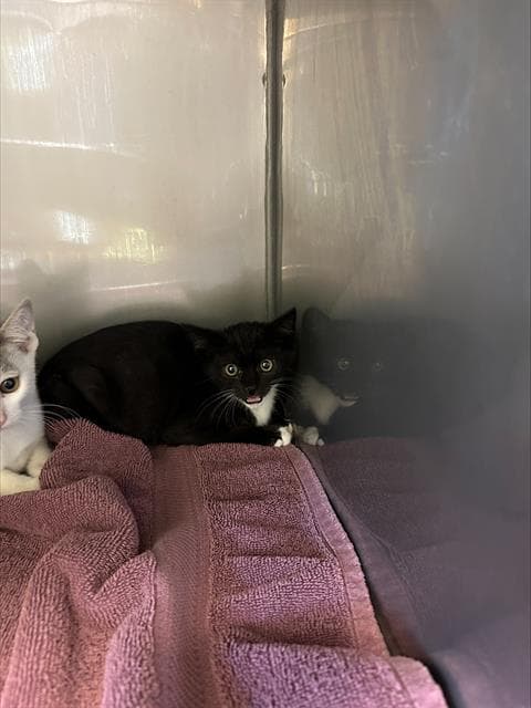 Guilietta - Domestic Short Hair