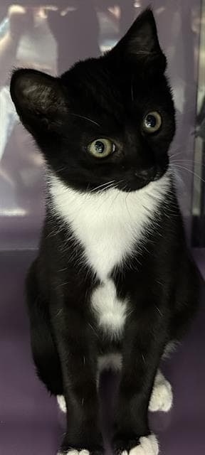 Guilietta - Domestic Short Hair