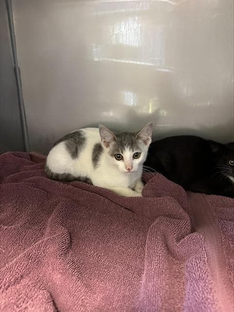 Gage - Domestic Short Hair