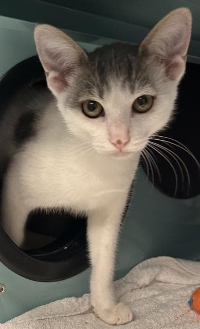 Gage - Domestic Short Hair
