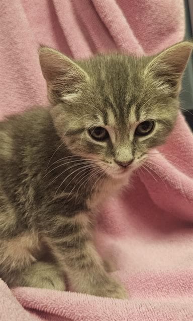 Rainy - Domestic Short Hair