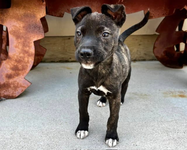 Genie - Terrier