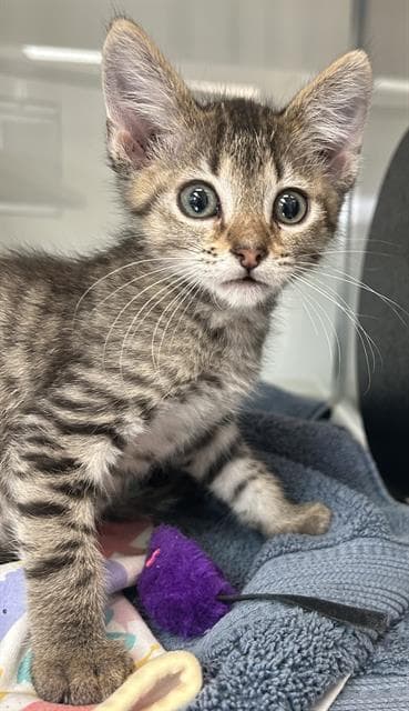 Ohtani - Domestic Short Hair