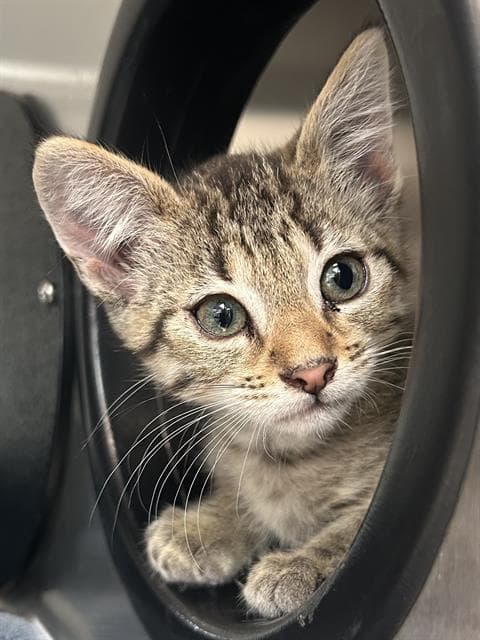 Skubal - Domestic Short Hair