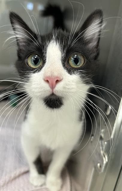 Artie - Domestic Short Hair