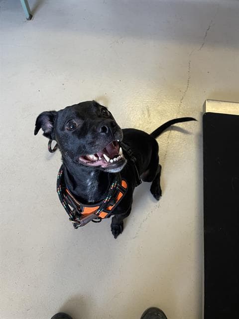 Nolan - Pit Bull Terrier