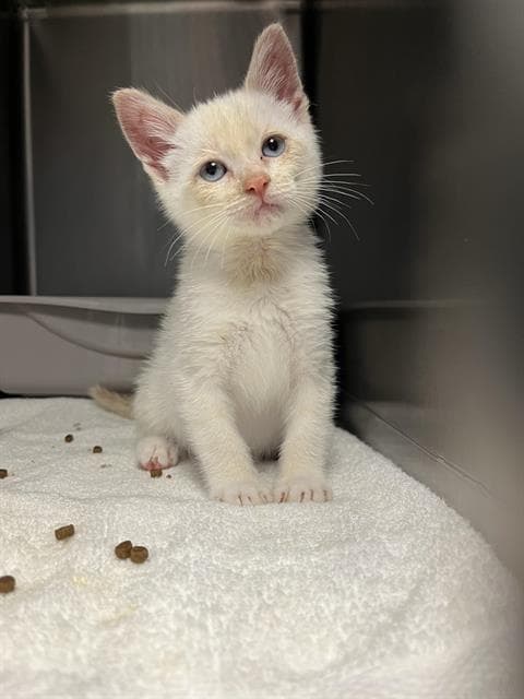Asher - Domestic Short Hair