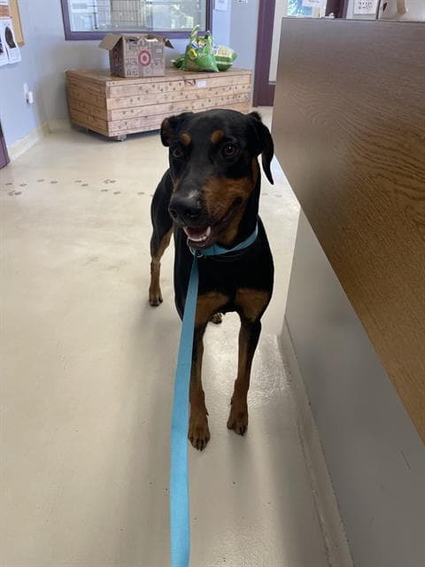 Debo - Doberman Pinscher