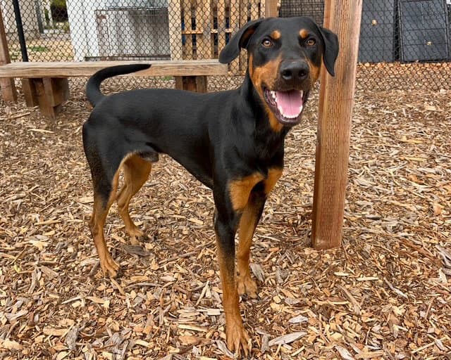 Debo - Doberman Pinscher