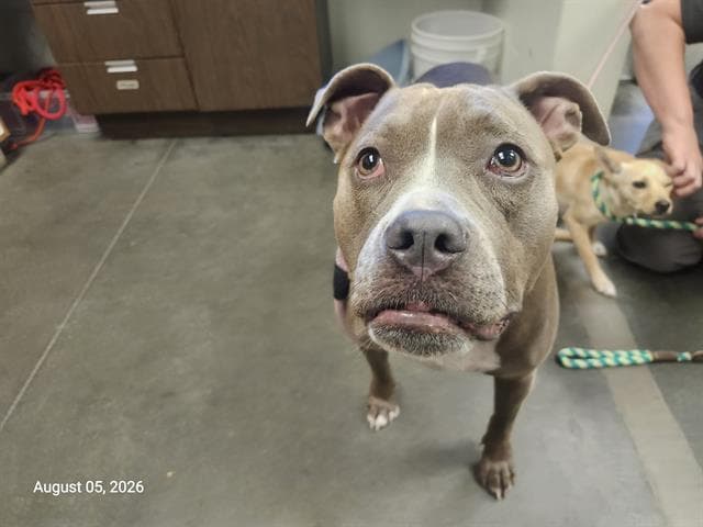 Ahsoka - Pit Bull Terrier