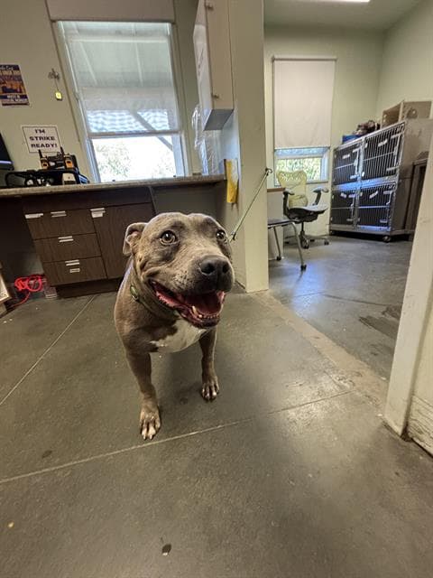 Dorian - Staffordshire Bull Terrier